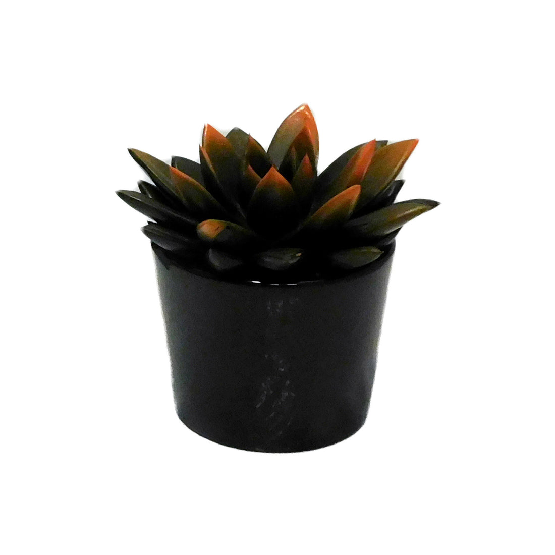 Echeveria