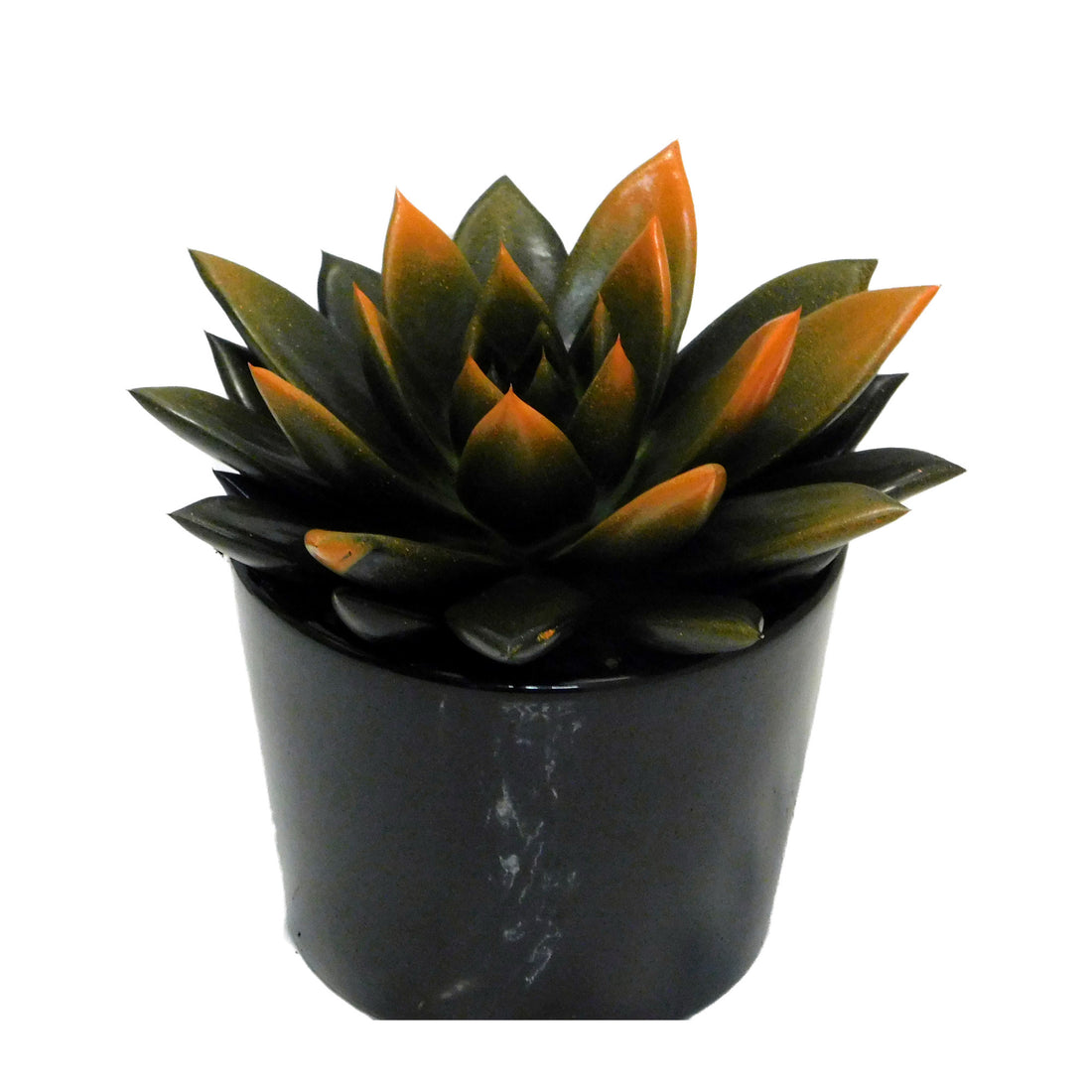 Echeveria