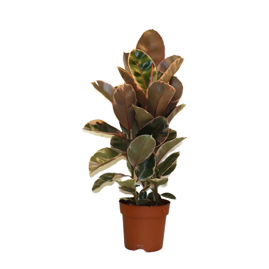Ficus