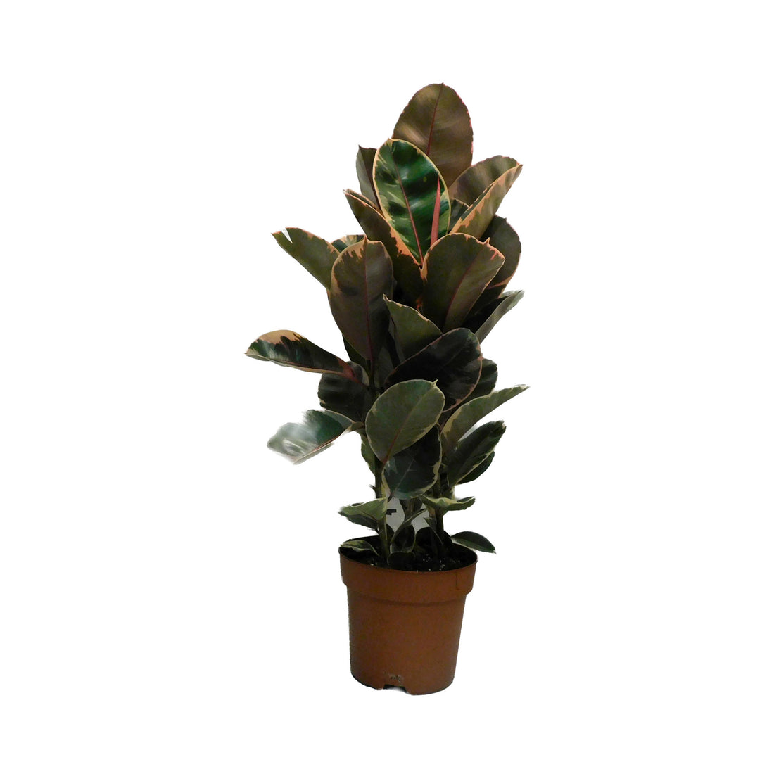 Ficus