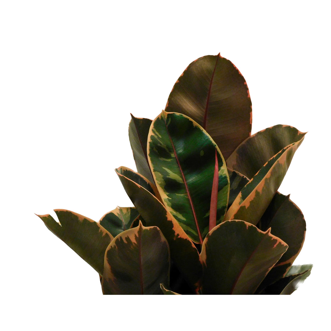 Ficus