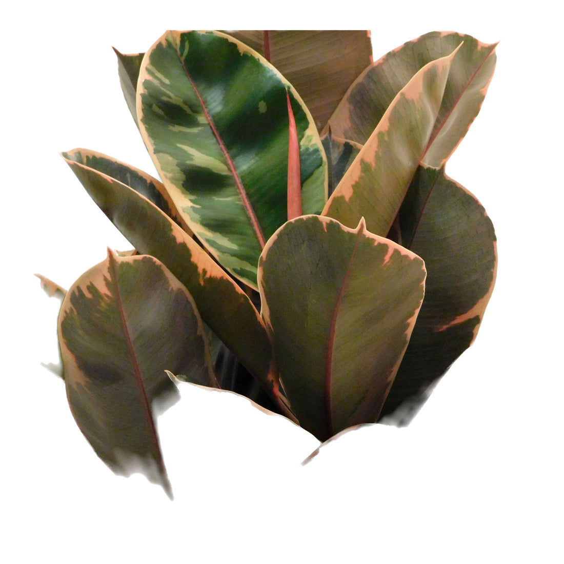 Ficus