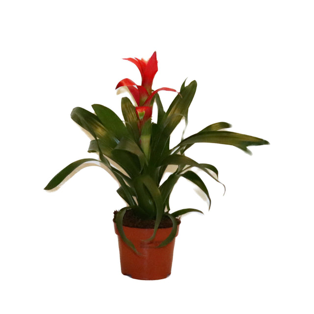 Guzmania