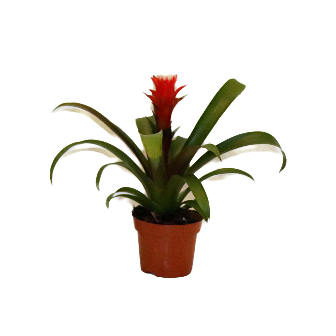 Guzmania