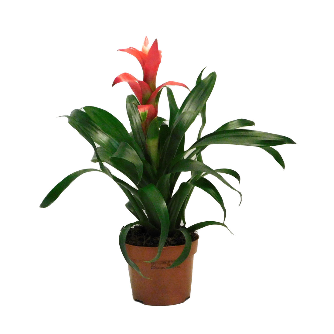 Guzmania