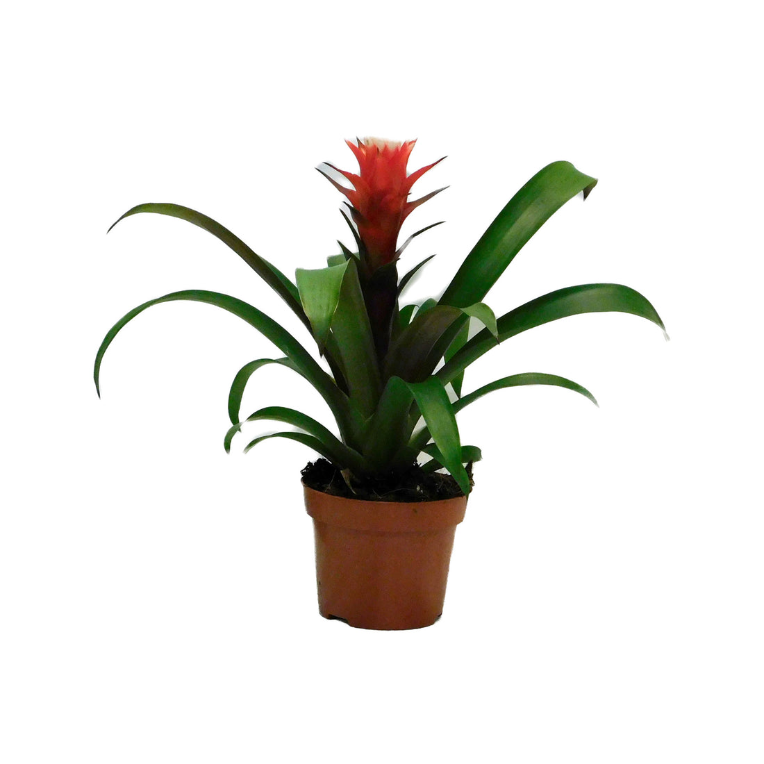 Guzmania