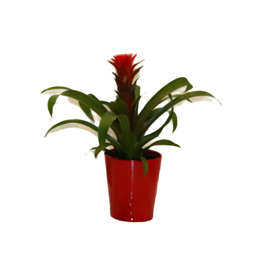 Guzmania
