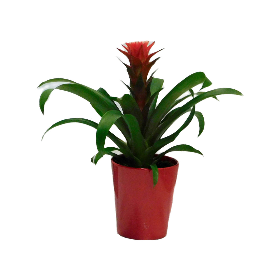 Guzmania