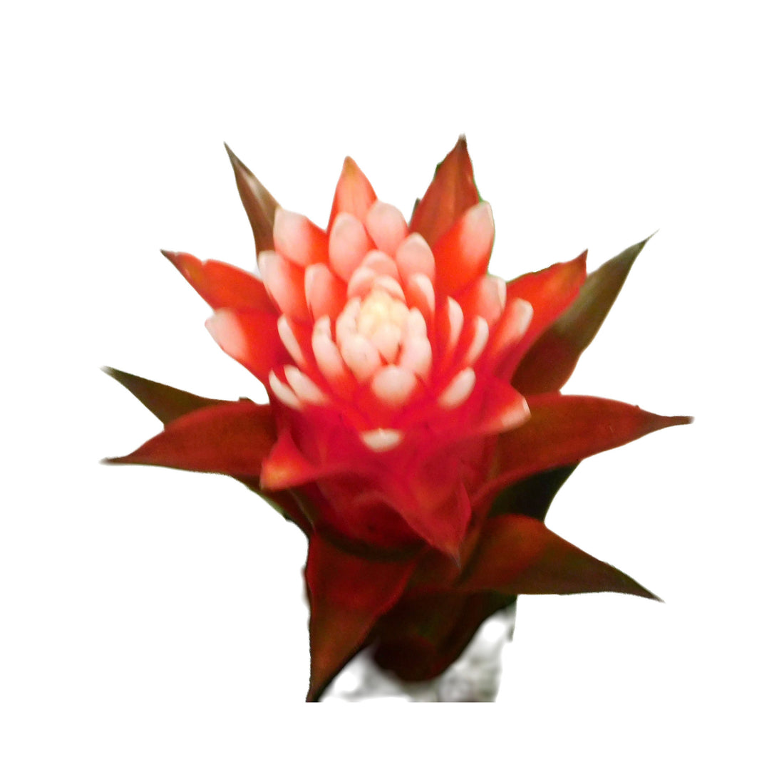 Guzmania