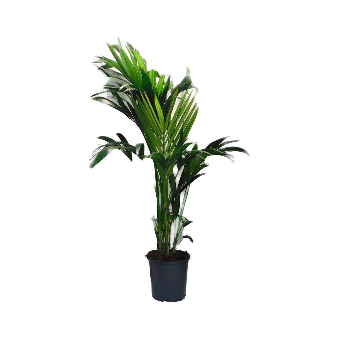 Howea Forsteriana