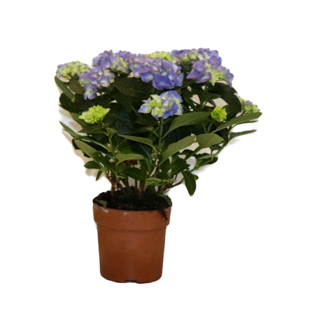 Hydrangea