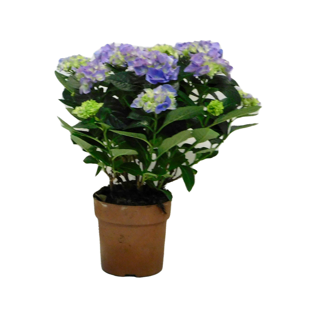 Hydrangea
