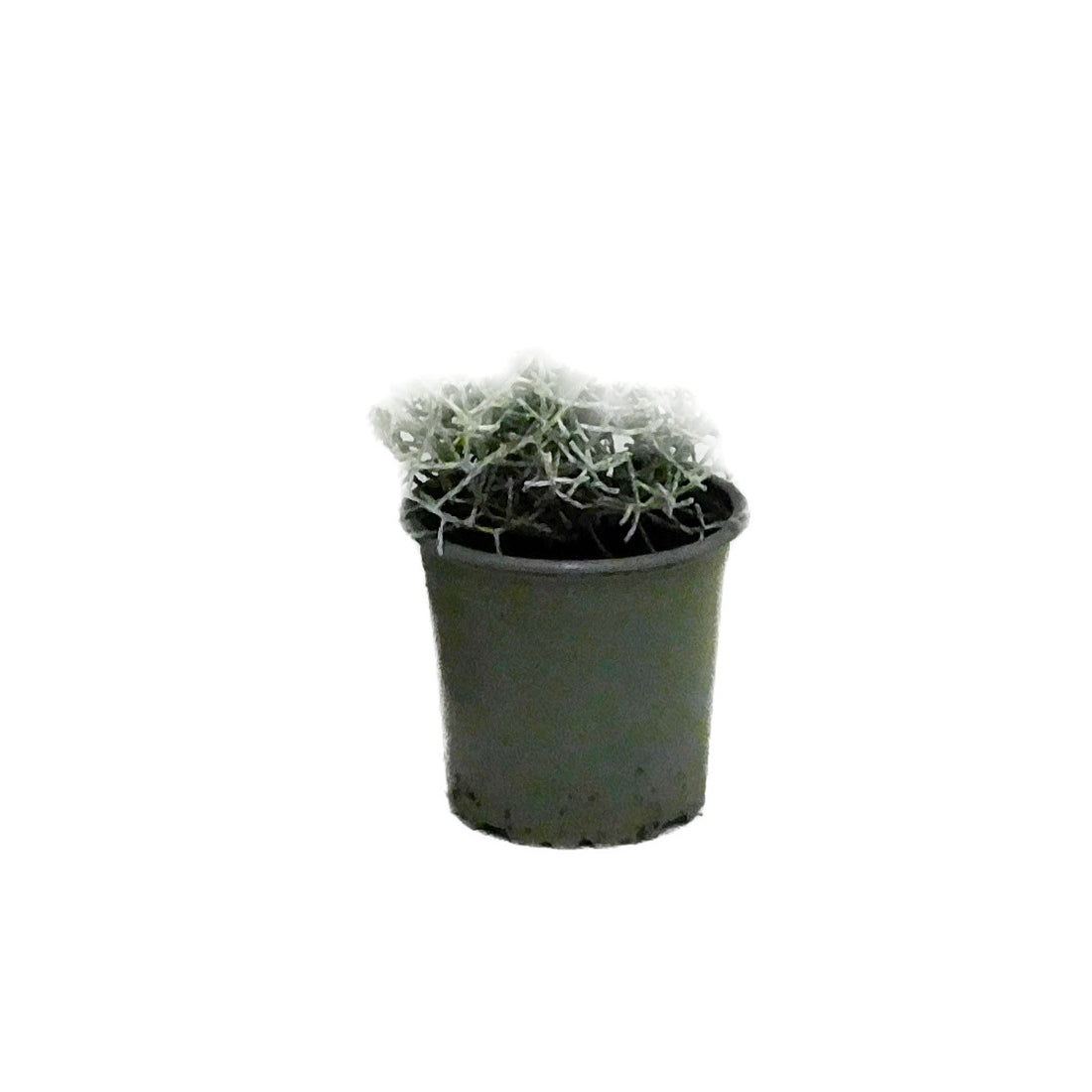 Leucophyta