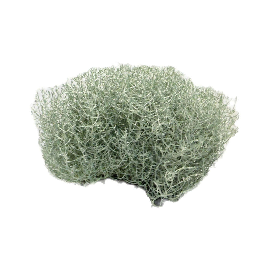 Leucophyta