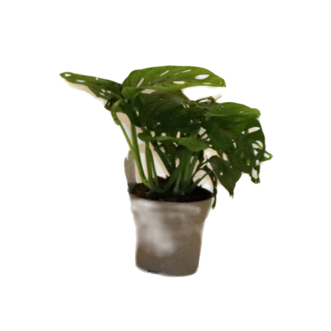Monstera