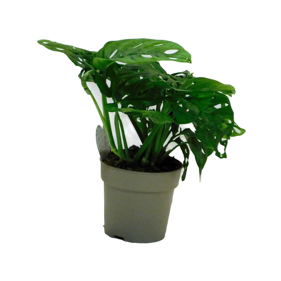 Monstera