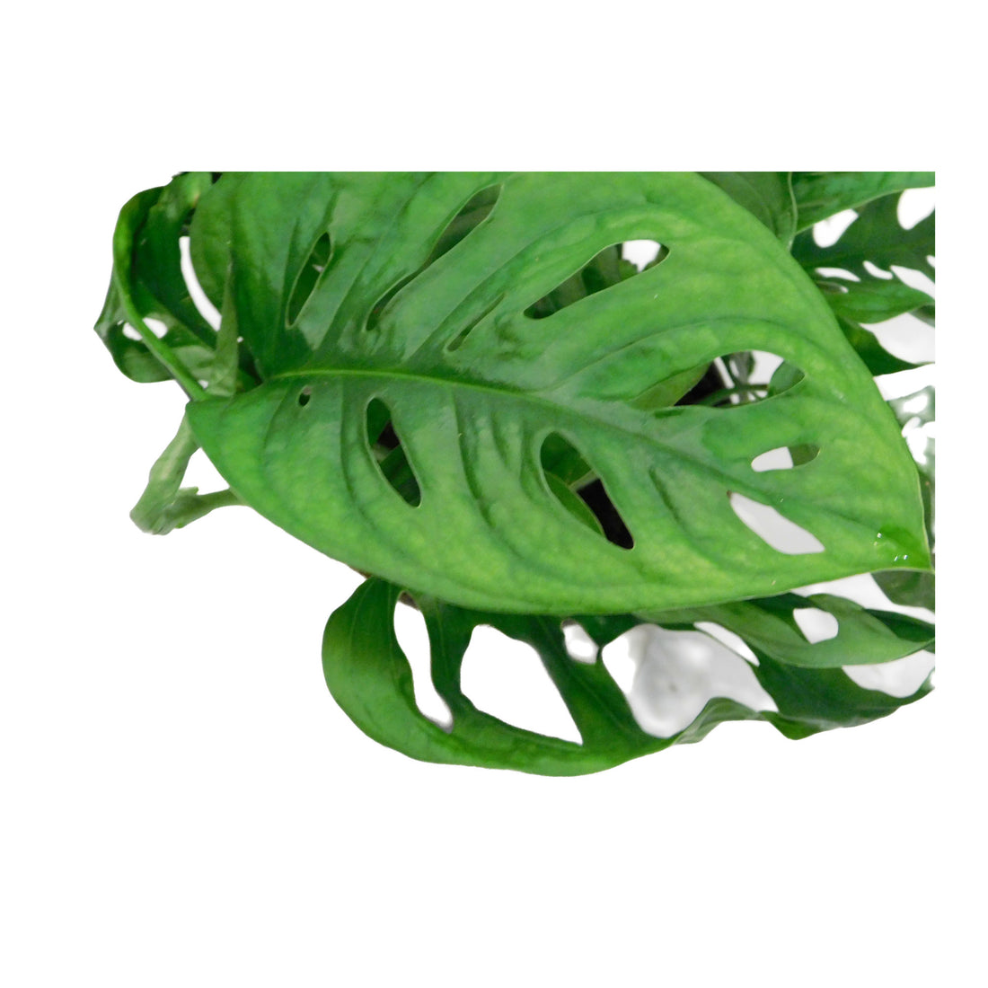 Monstera