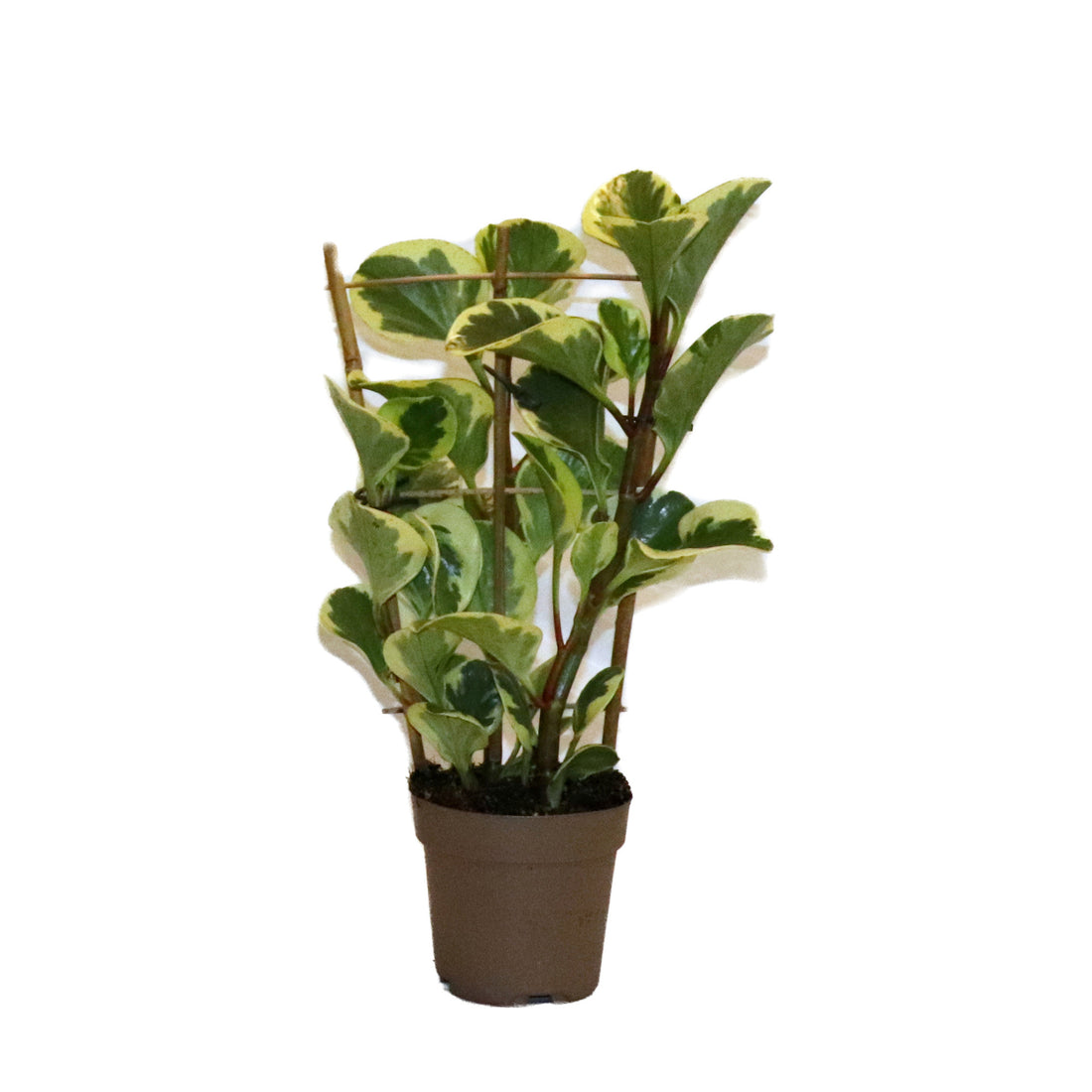Peperomia Obtusifolia Obtipan Bico Rekken