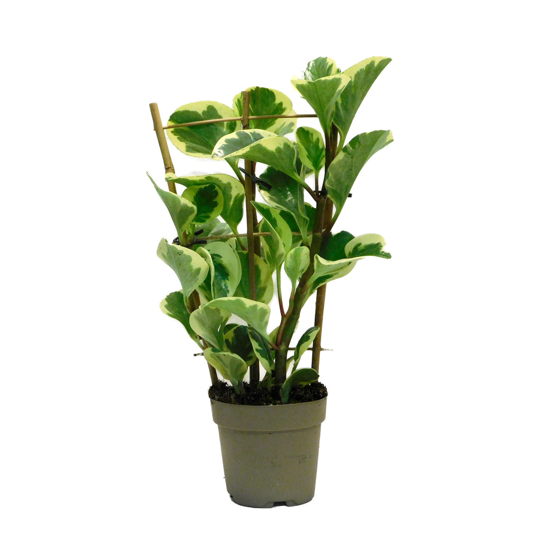 Peperomia Obtusifolia Obtipan Bico Rekken
