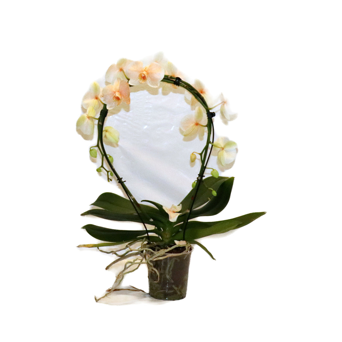 Phalaenopsis
