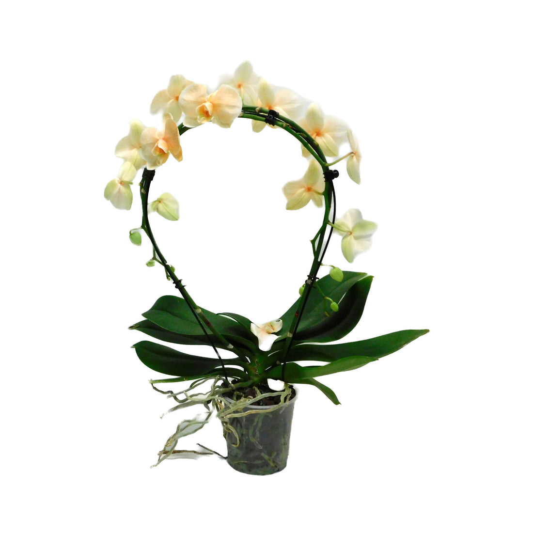 Phalaenopsis