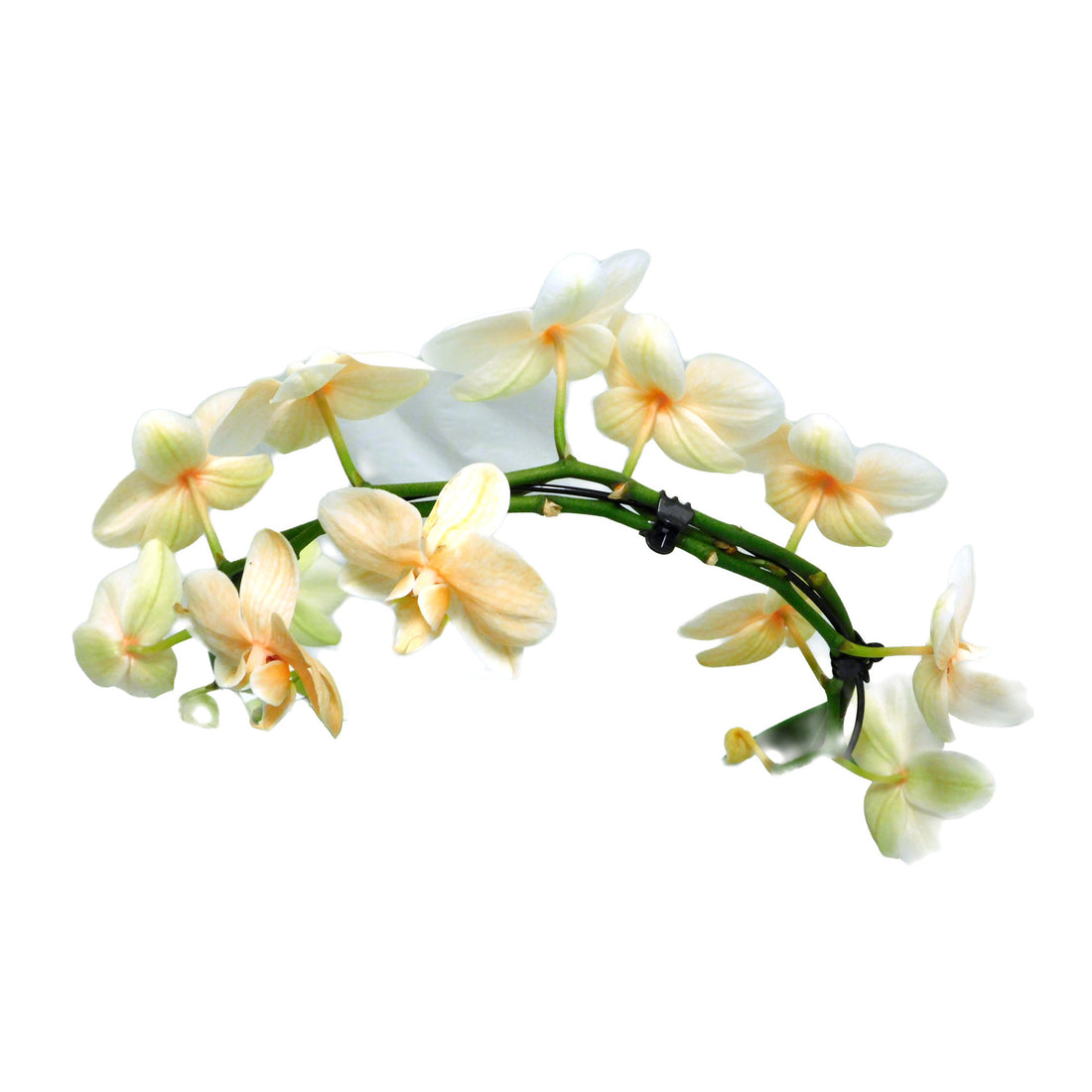 Phalaenopsis