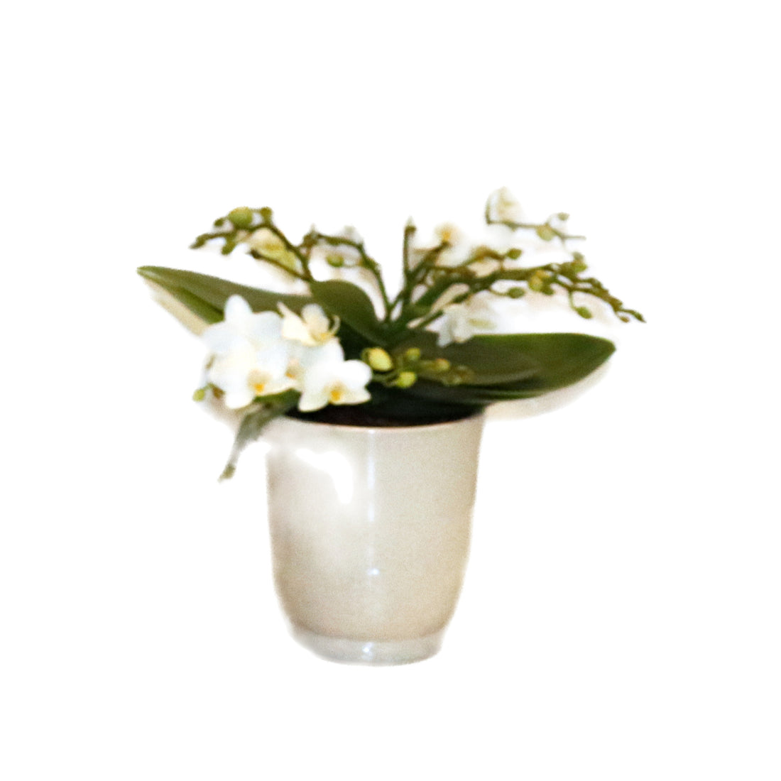 Phalaenopsis