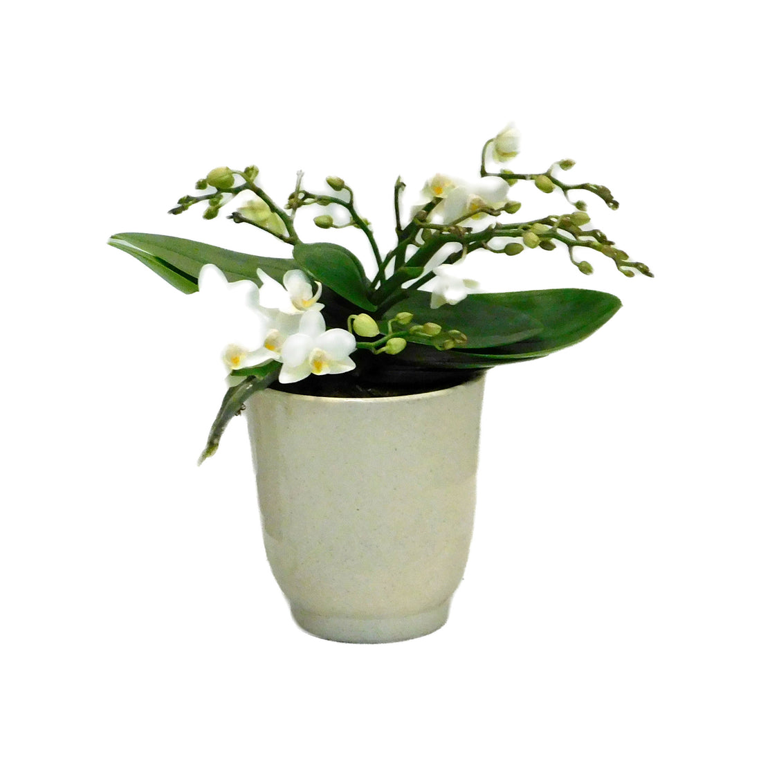 Phalaenopsis