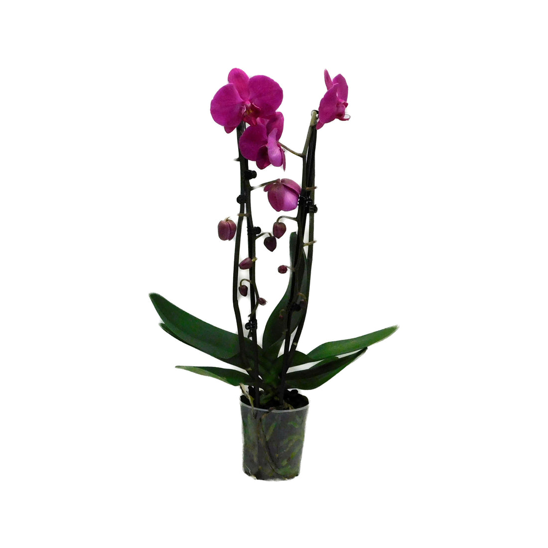 Phalaenopsis