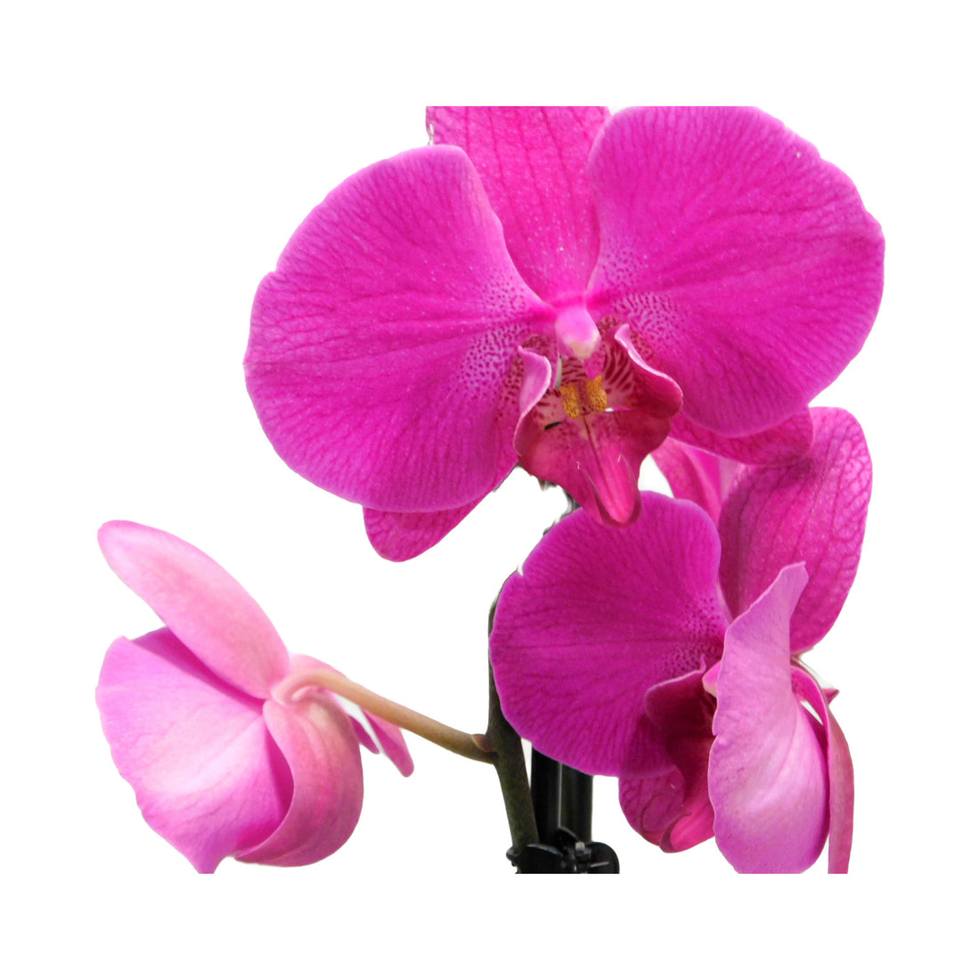 Phalaenopsis