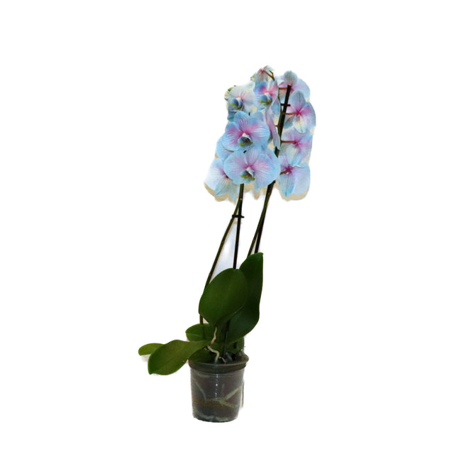 Phalaenopsis