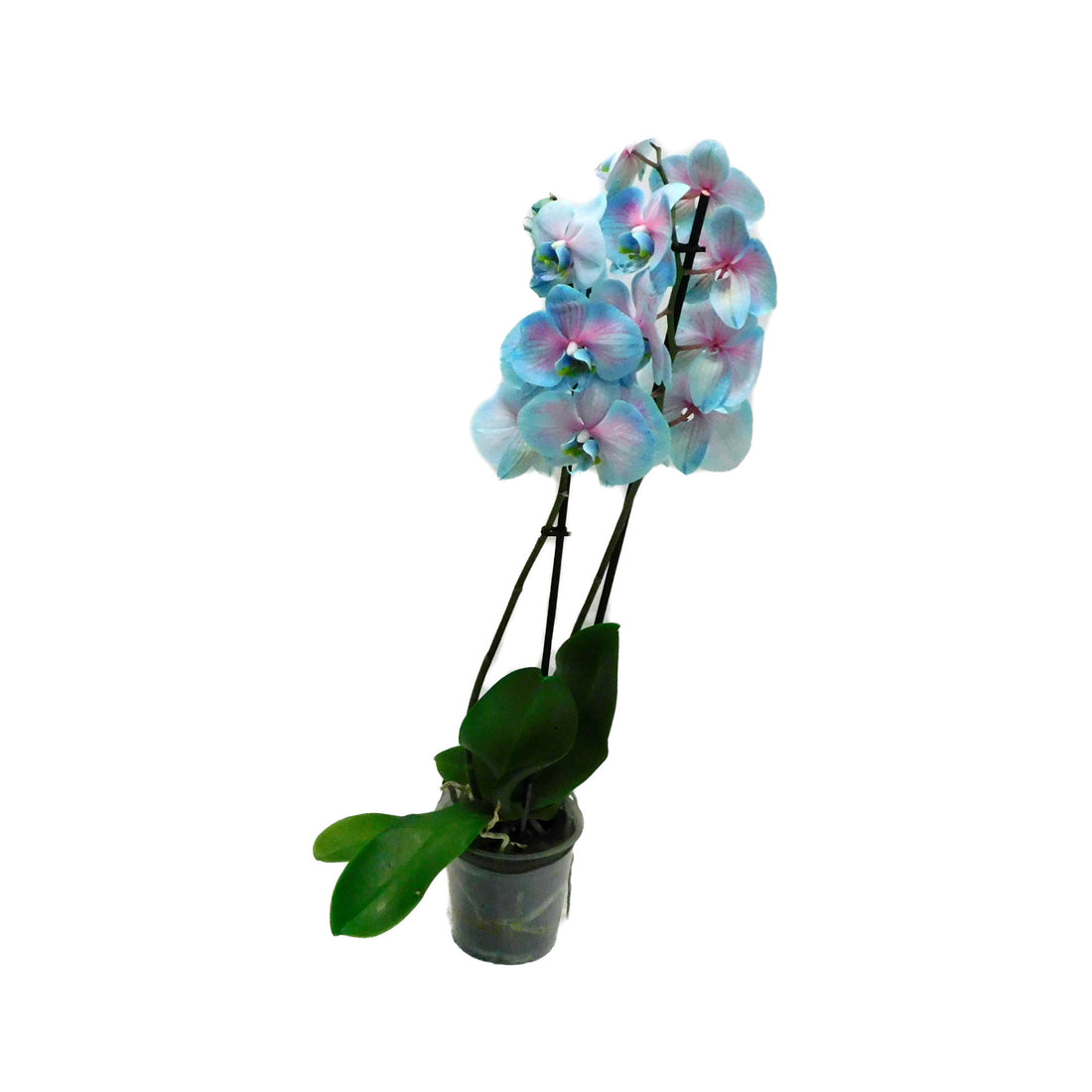 Phalaenopsis