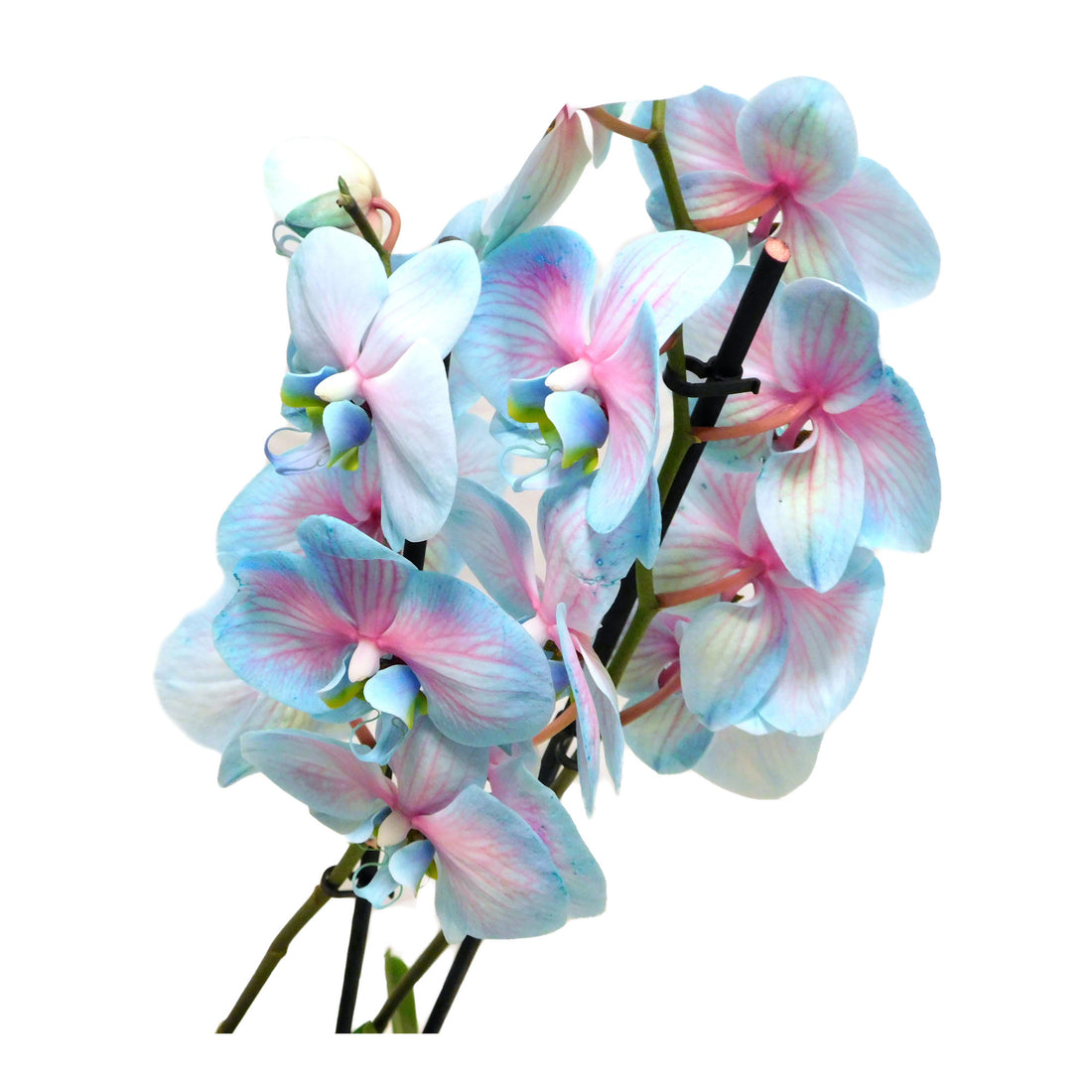 Phalaenopsis