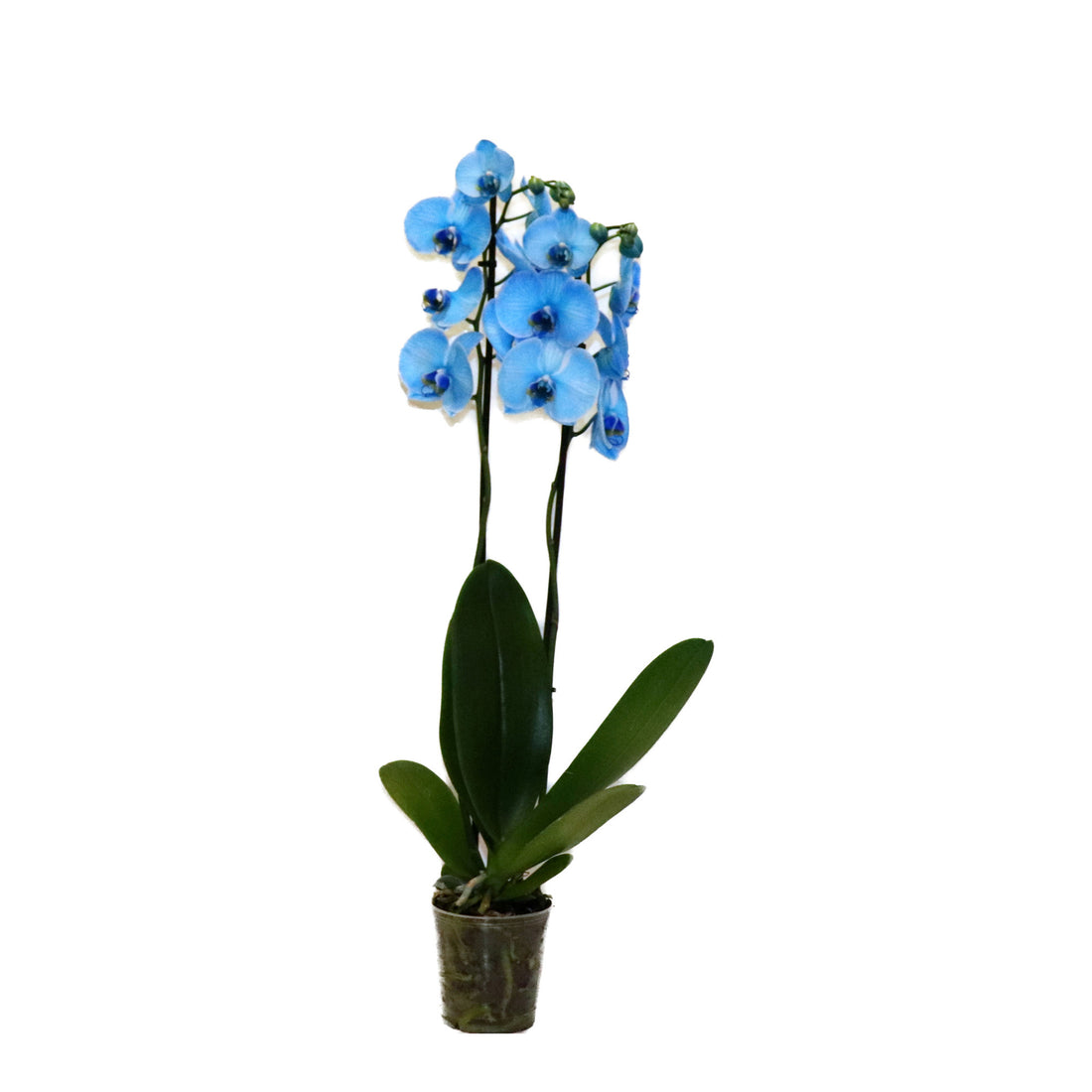 Phalaenopsis