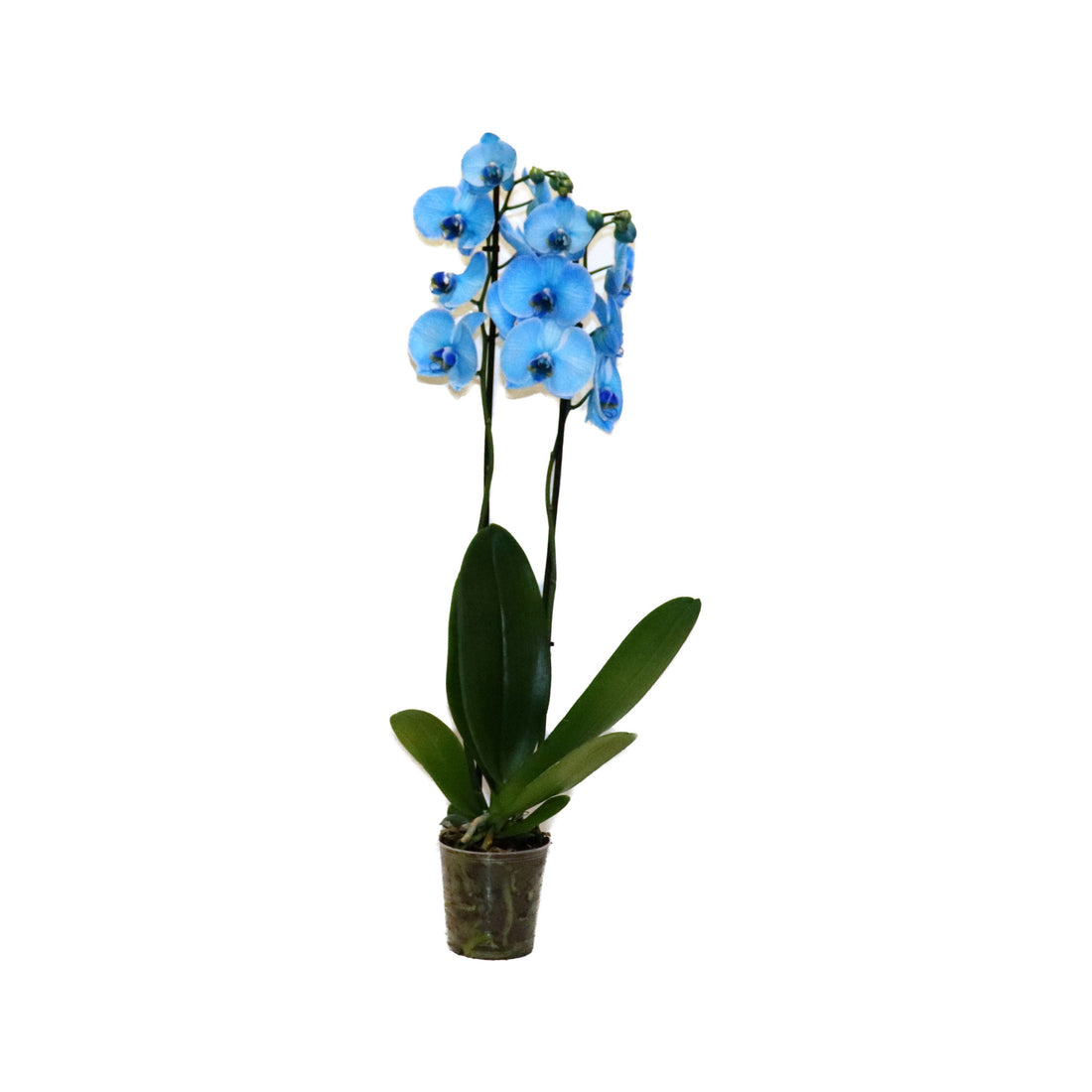 Phalaenopsis
