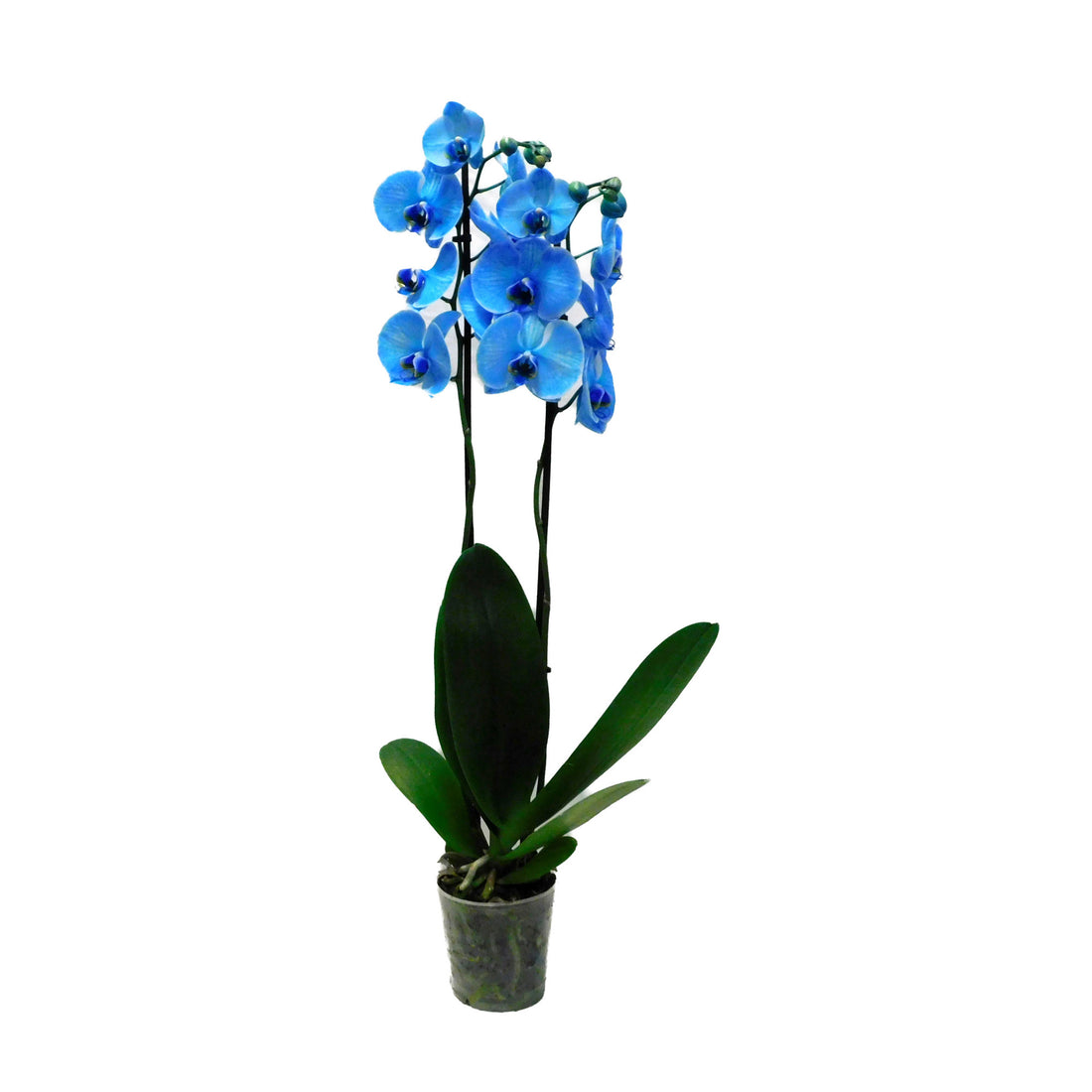 Phalaenopsis
