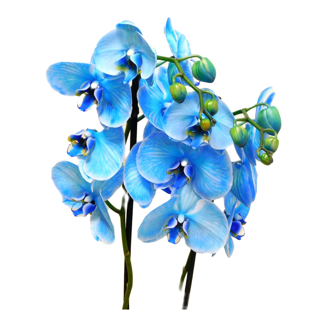Phalaenopsis