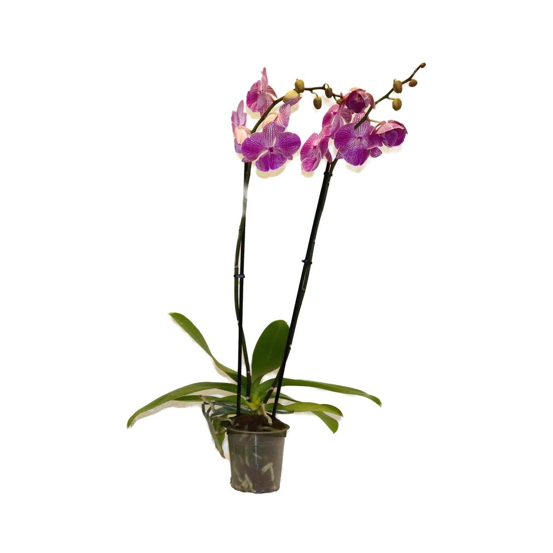 Phalaenopsis
