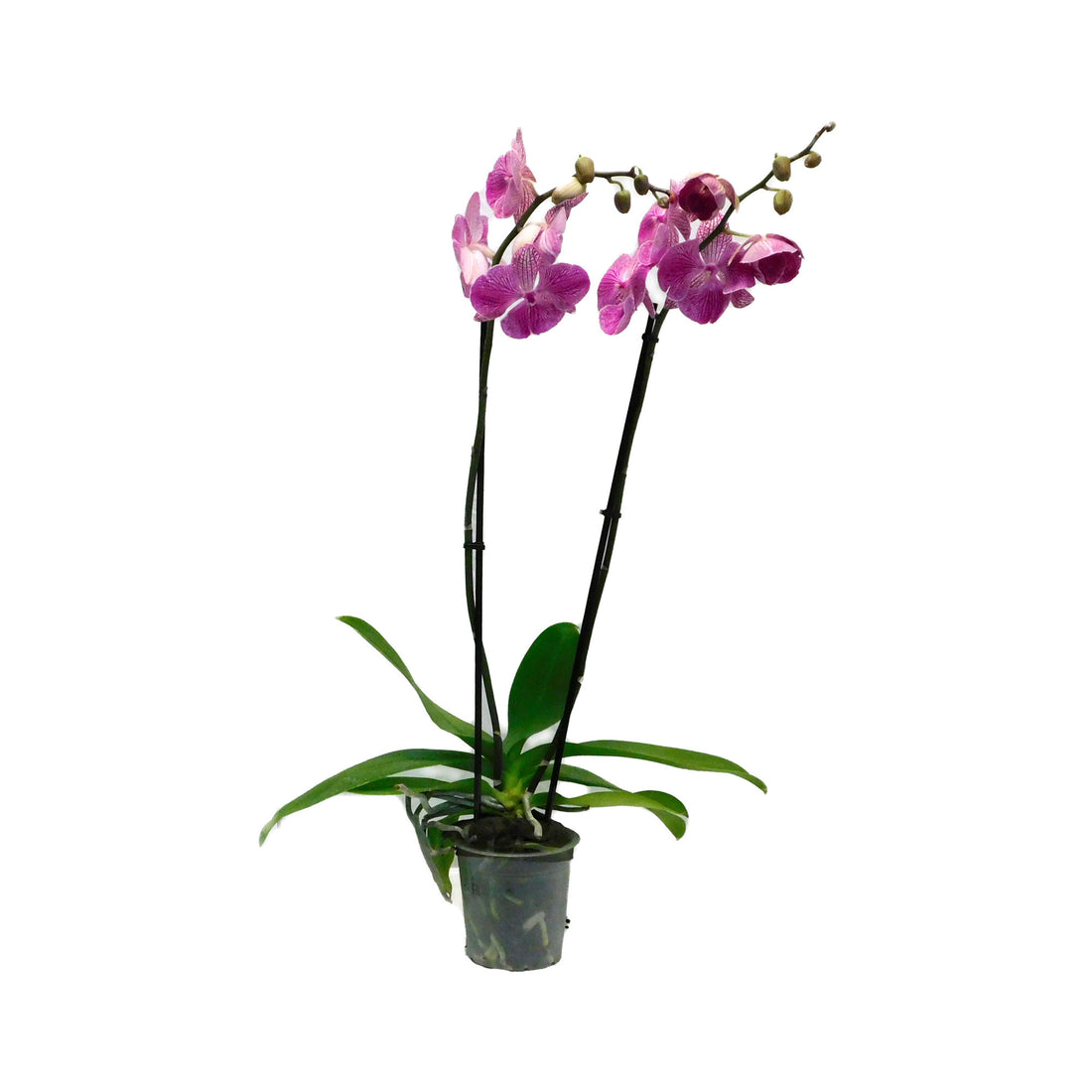 Phalaenopsis