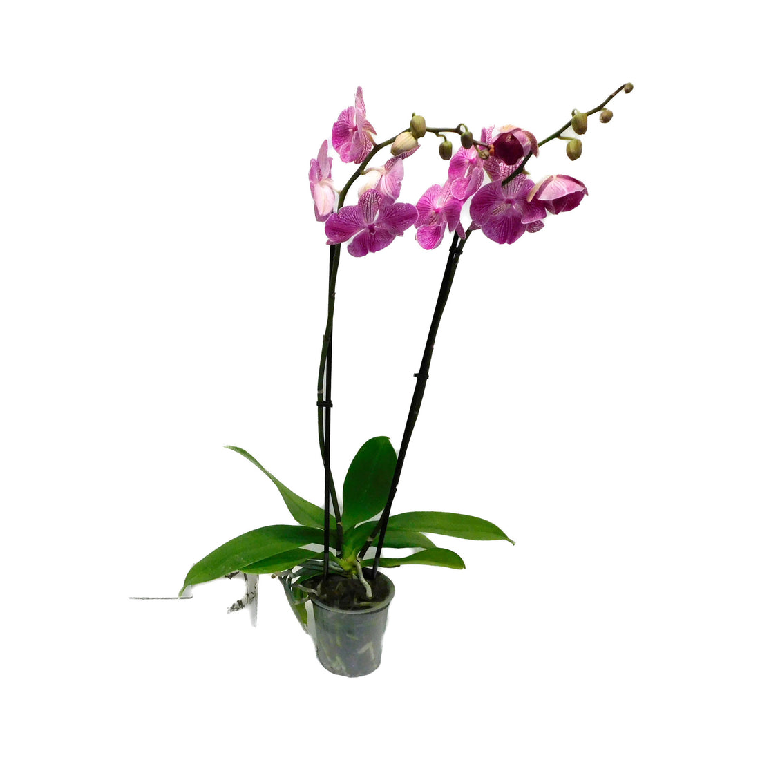 Phalaenopsis