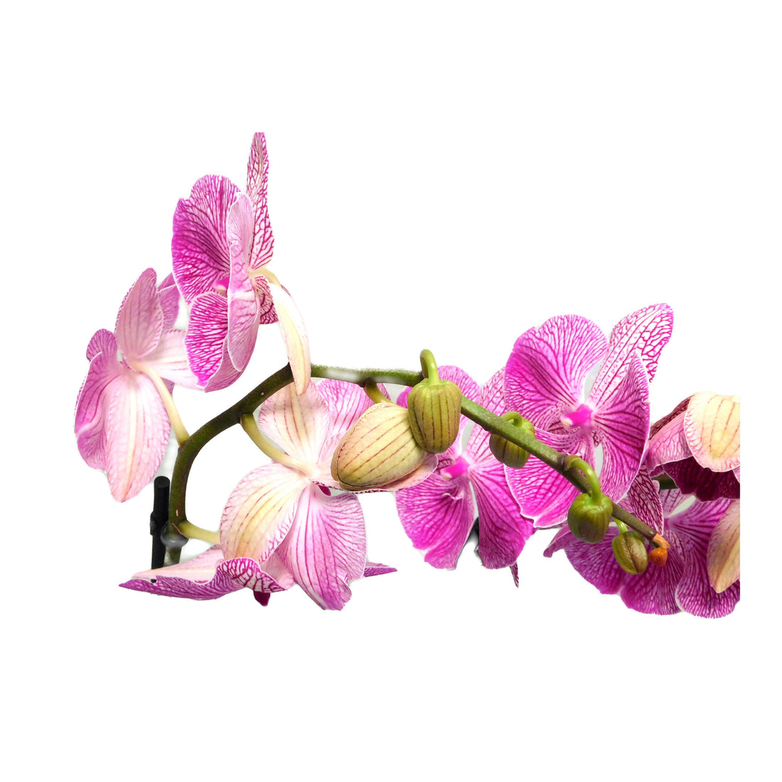 Phalaenopsis