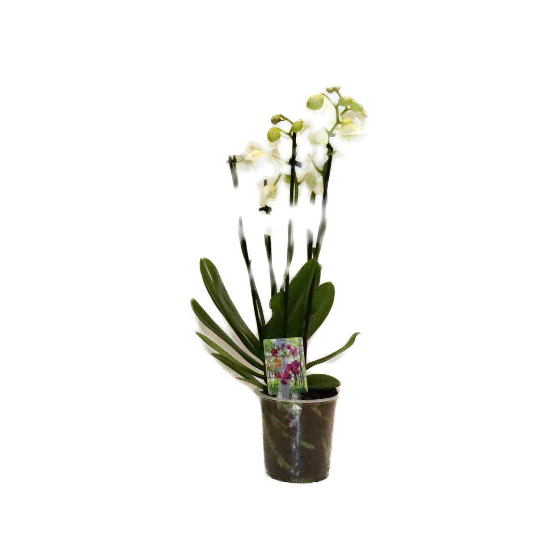 Phalaenopsis