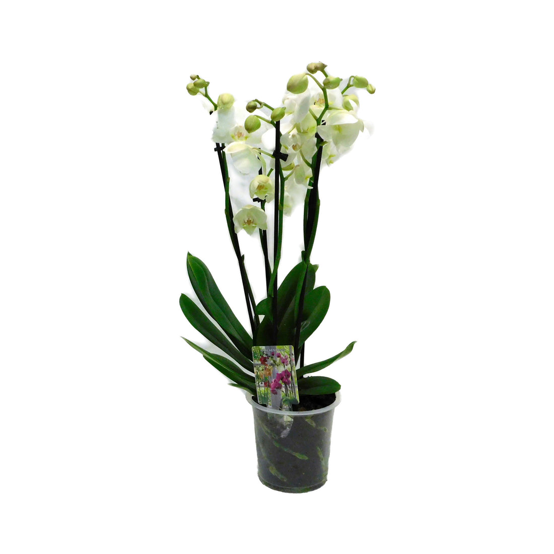 Phalaenopsis