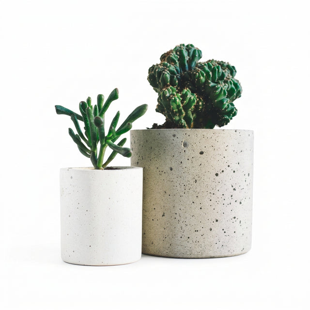 Succulenten Gemengd