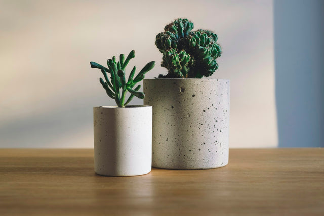 Succulenten gemengd