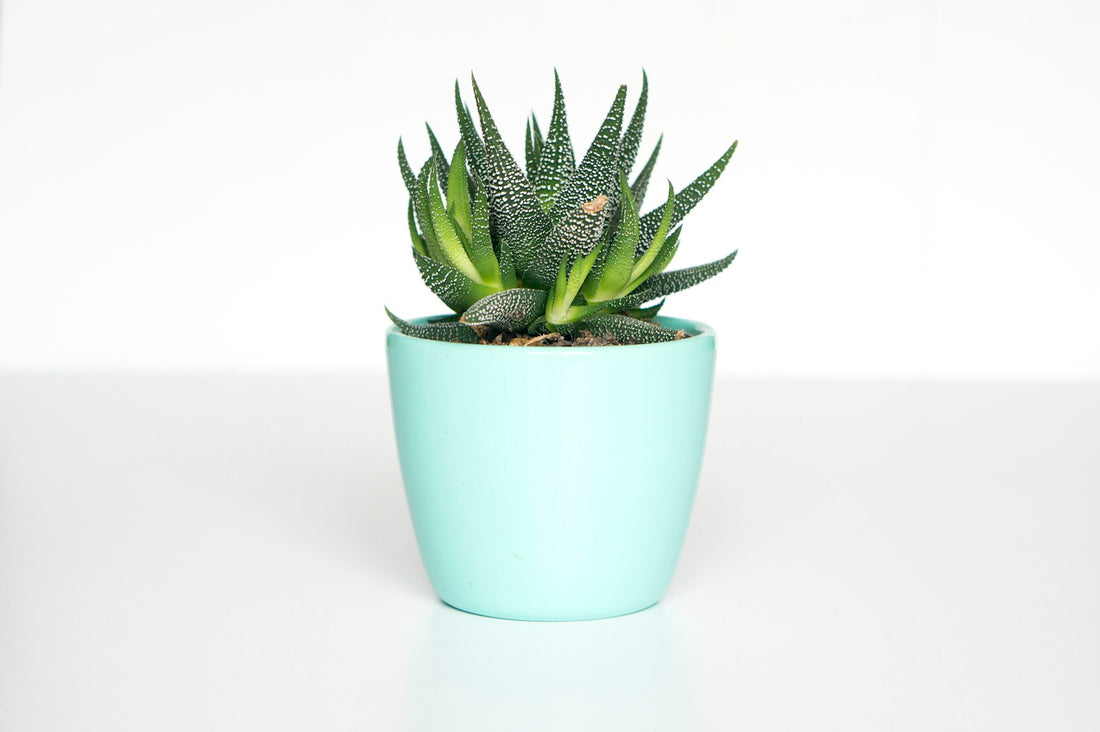 Succulenten gemengd