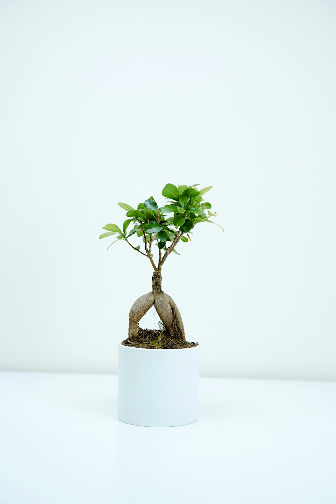 Ficus Ginseng