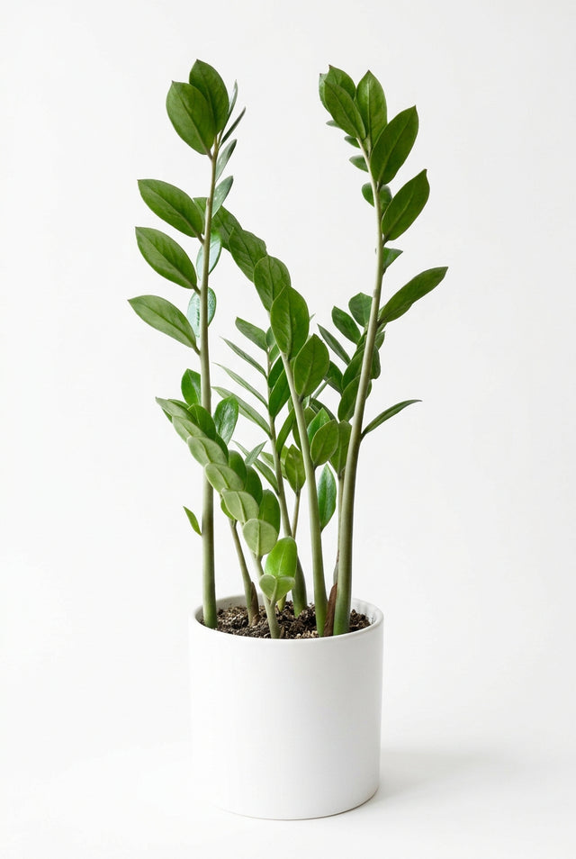 Zamioculcas Zenzi