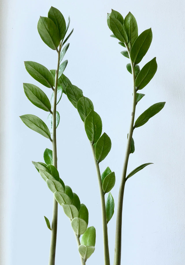 Zamioculcas (ZZ-plant)