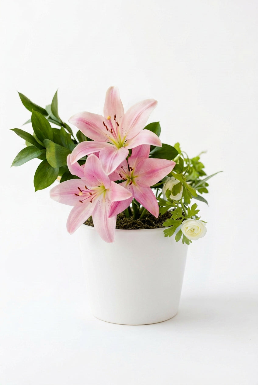 Lilium Oriental Sunny Robyn